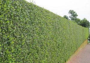 hedge-cutting-maintenance-camden-town